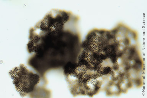 Microcystis ichthyoblabe