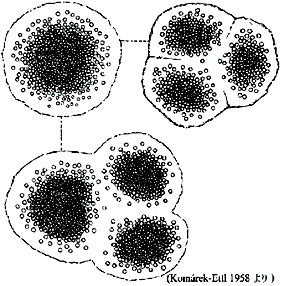 Microcystis novacekii