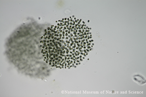 Microcystis smithii