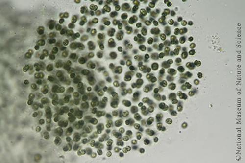 Microcystis smithii