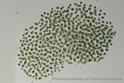 Microcystis smithii