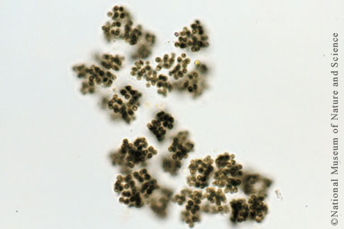 Microcystis viridis