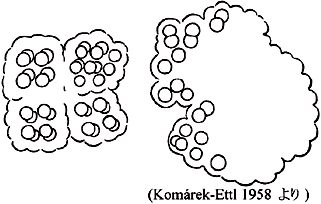 Microcystis viridis