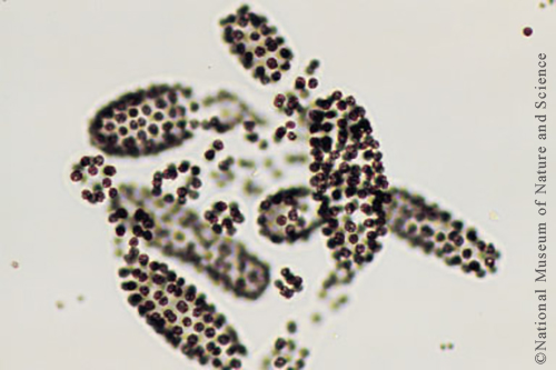 Microcystis wesenbergii