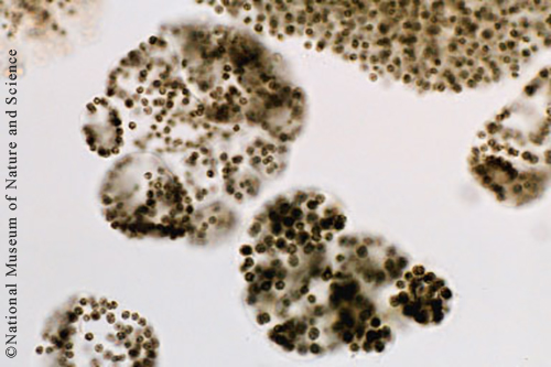 Microcystis wesenbergii