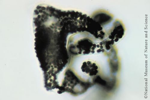 Microcystis wesenbergii