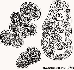 Microcystis wesenbergii