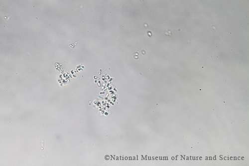 Radiocystis  elongata