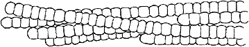 Trichodesmium iwanoffianum