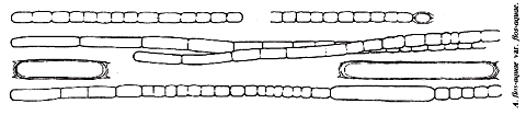 Aphanizomenon flos-aquae