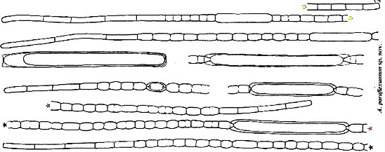 Aphanizomenon paraflexuosum