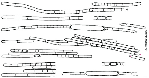 Aphanizomenon yezoense