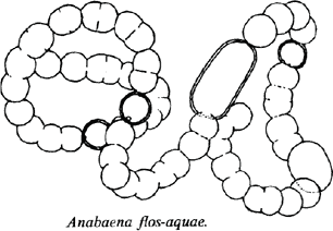 Dolichospermum flos-aquae