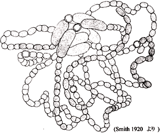 Dolichospermum lemmermannii