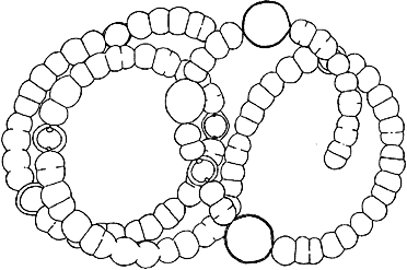 Dolichospermum mucosum