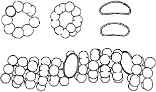 Dolichospermum pseudocompactum