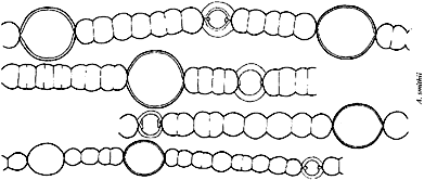 Dolichospermum smithii 