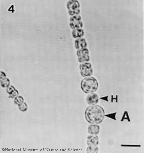 Sphaerospermopsis kisseleviana