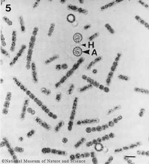 Sphaerospermopsis kisseleviana