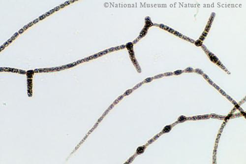 Umezakia ovalisporum 