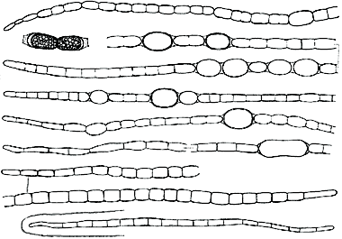 Umezakia ovalisporum 