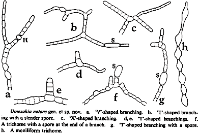 Umezakia ovalisporum 