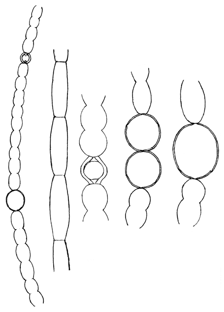 Anabaena cf. elliptica