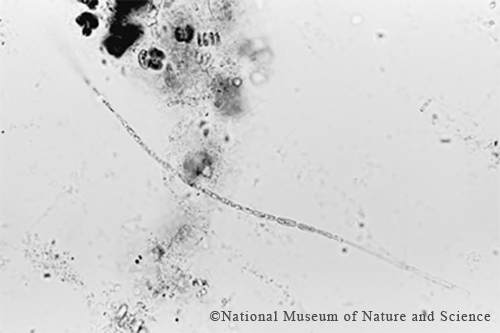 Anabaena cf. tenericaulis