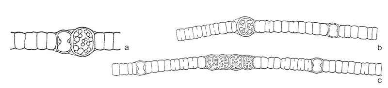 Nodularia spumigena