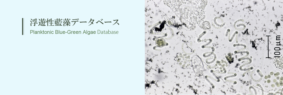 浮遊性藍藻データベース Planktonic Blue-Green Algae Database