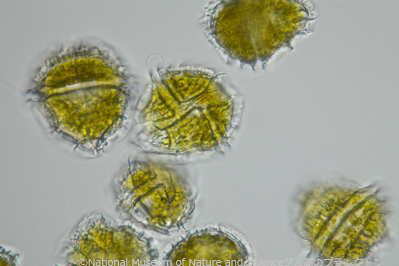 <i>Peridinium bipes f. occultatum</i>