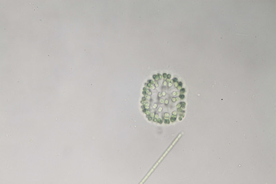 <i>Snowella litoralis</i>