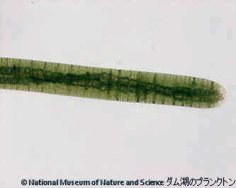 <i>Oscillatoria kawamurae</i>