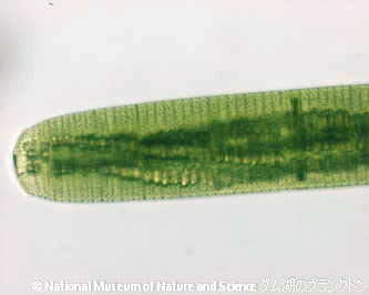 <i>Oscillatoria kawamurae</i>