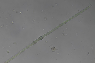 <i>Sphaerospermopsis aphanizomenoides</i>