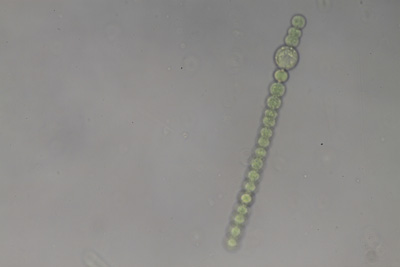 <i>Sphaerospermopsis kisseleviana</i>