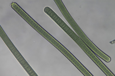 <i>Oscillatoria tenuis</i>