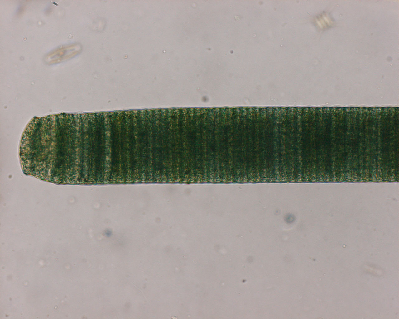 <i>Oscillatoria princeps</i>