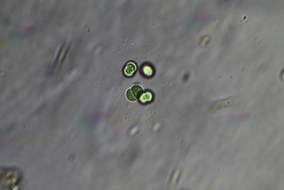 <i>Limnococcus limneticus</i>