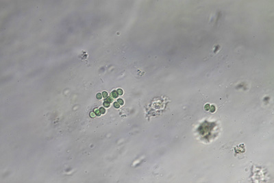 <i>Limnococcus prescottii</i>