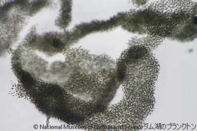 <i>Microcystis aeruginosa</i>