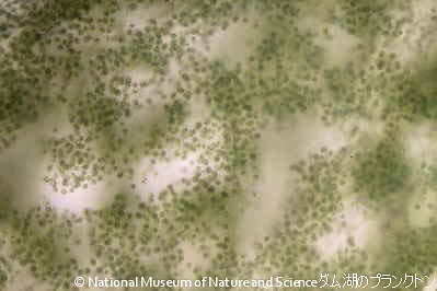 <i>Microcystis ichthyoblabe</i>