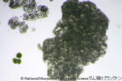 <i>Microcystis ichthyoblabe</i>