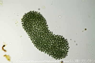 <i>Microcystis flos-aquae</i>