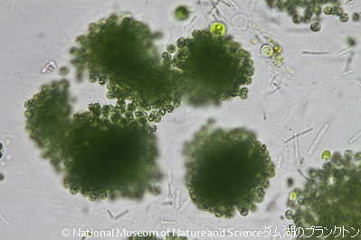 <i>Microcystis novacekii</i>