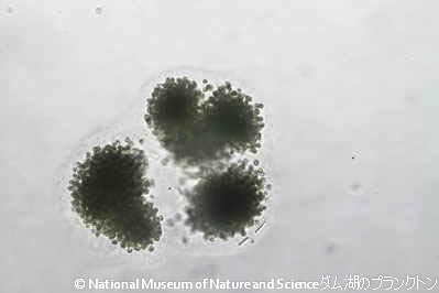 <i>Microcystis novacekii</i>