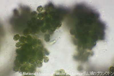 <i>Microcystis novacekii</i>