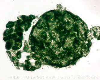 <i>Microcystis wesenbergii</i>
