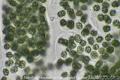 <i>Microcystis wesenbergii</i>