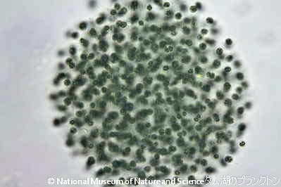 <i>Microcystis smithii</i>